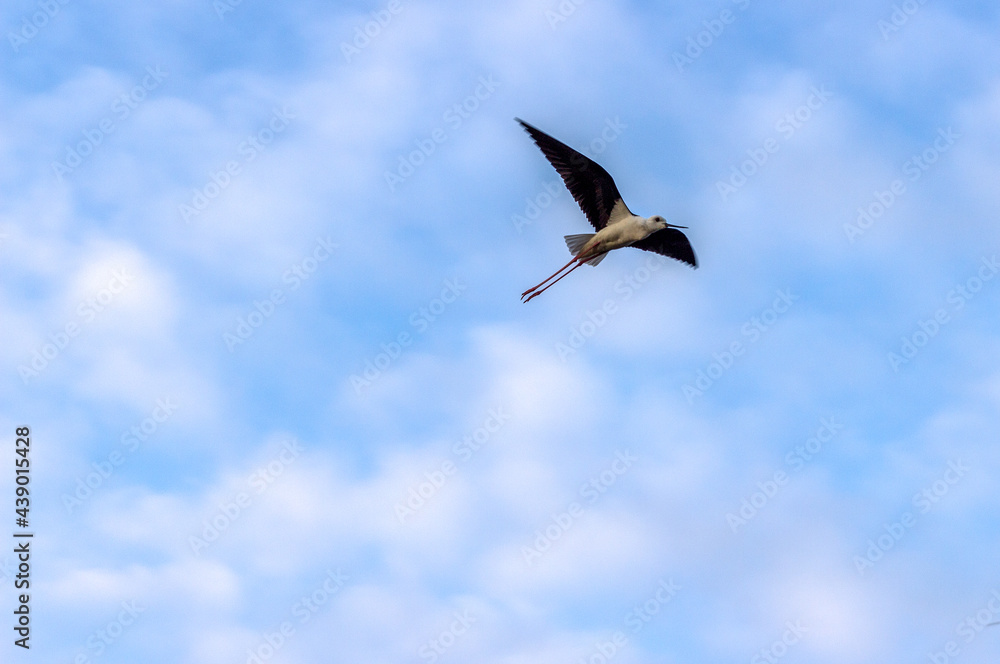 Obraz premium Ave volando con cielo azul 