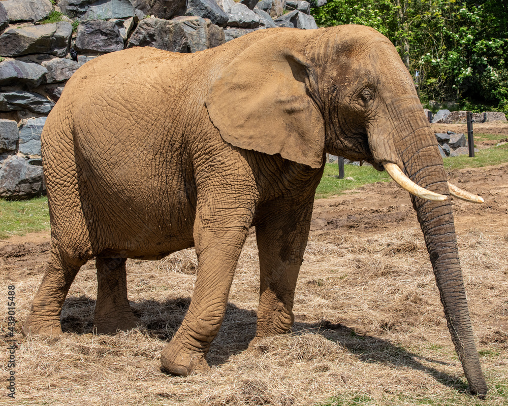 Obraz premium Elephant