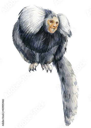 Photography Little monkey on an isolated white background painted with watercolor