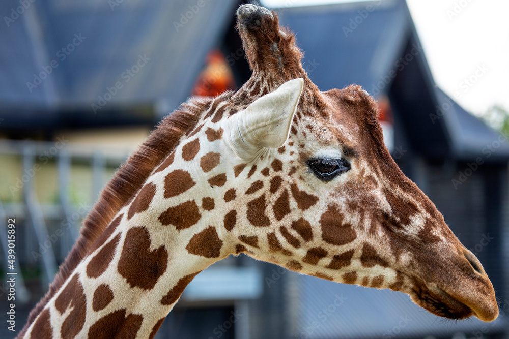 Obraz premium Giraffe