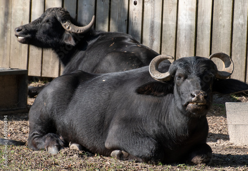 Картината върху платно Two water buffalo sitting in the sun