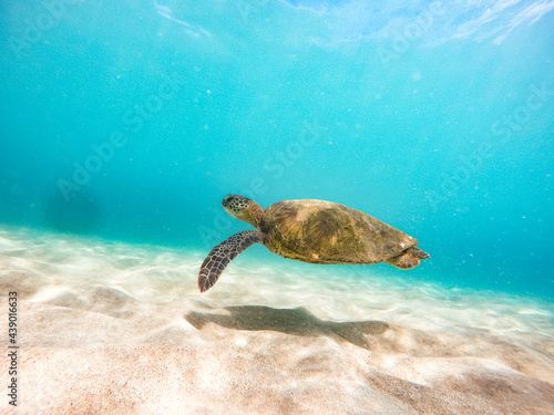sea turtle swimming in the sea