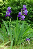 Irys (Iris L.), Kosaciec– rodzaj roślin należący do rodziny kosaćcowatych. Występują w stanie dzikim na półkuli północnej i jest ich ponad 200 gatunków.