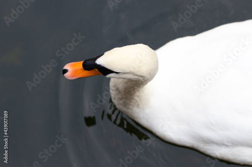 swans on a lake. Beautiful white swan with the family in swan lake, romance, seasonal postcard
