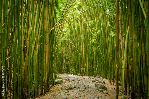 bamboo forest in hawaii