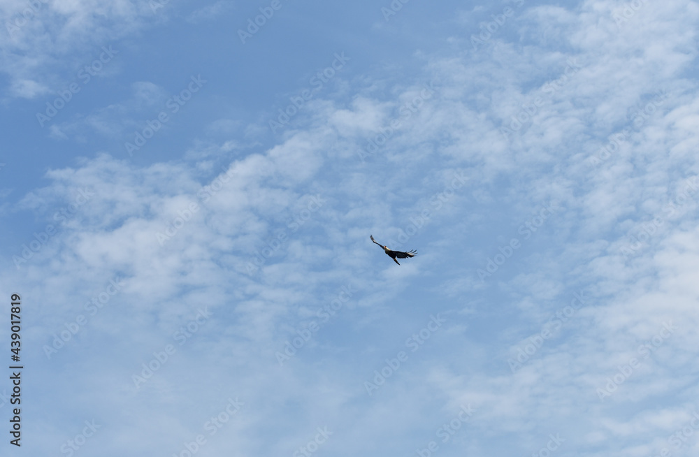 Un ave volando en un cielo azul
