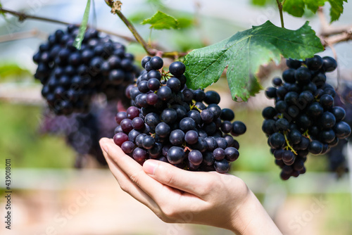 Women hand Holding a Bunch of Red Grapes