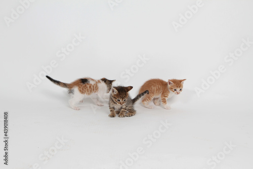 Fototapeta Naklejka Na Ścianę i Meble -  three kittens with white background.