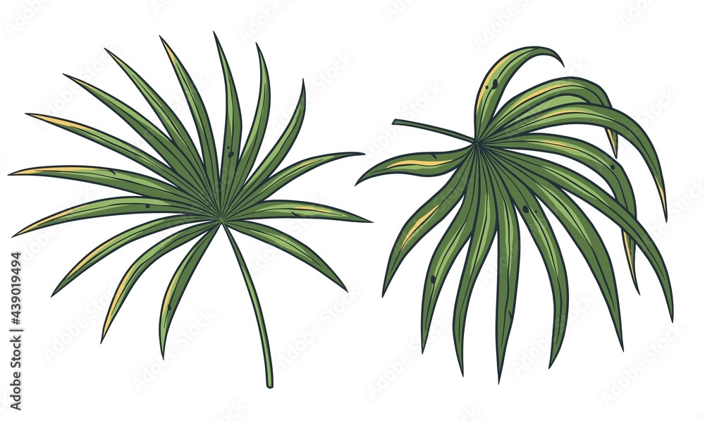 Palm leafs. Tropical exotic plant set for design. Summer hawaii plant. Exotic nature floral for tropic design