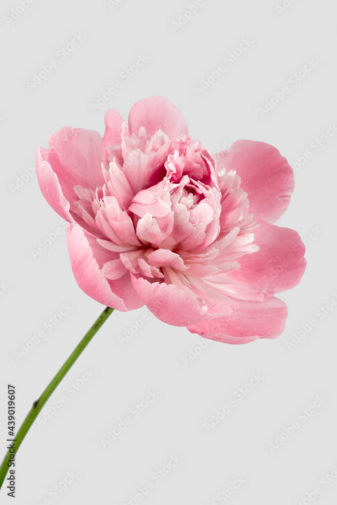 Open peony bud isolated. Floral background. Open peony bud isolated. Floral background.