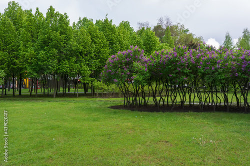 flowering bushes of lilacs and green lawns in the city park.