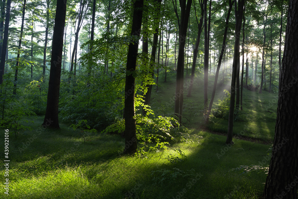 Fototapeta premium sun rays in the forest, june