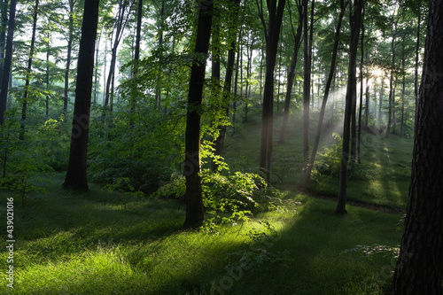  sun rays in the forest, june 