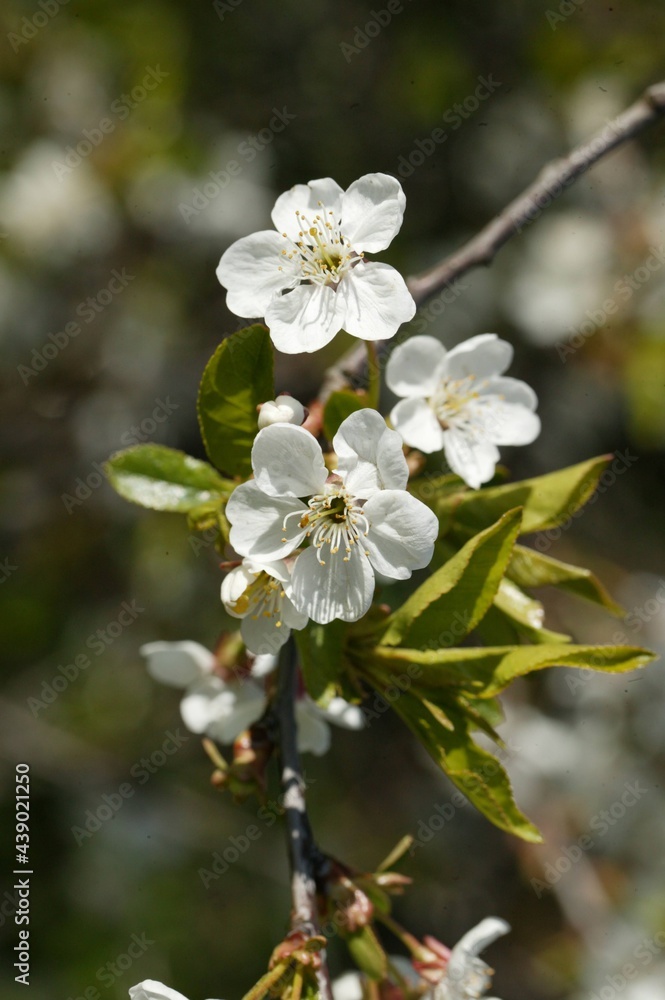 Obraz premium kwiaty