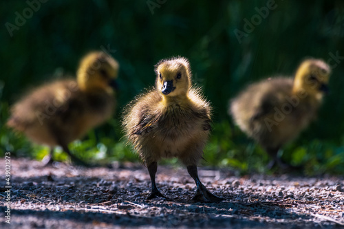 baby duck and ducklings