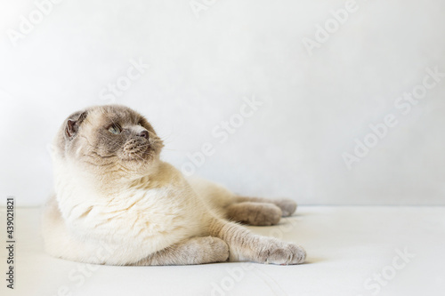 Scottish fold shorthair beige cat lies on light background and looking at copy space for text . Harvesting, template for advertising cat food .Pet shop banner, discount, advertisement .