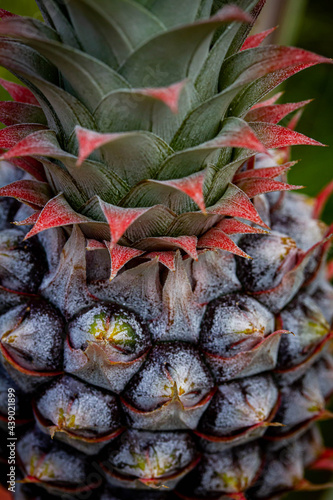 Closeup shot of baby pink pineapple, homegrown in Hawaii photo