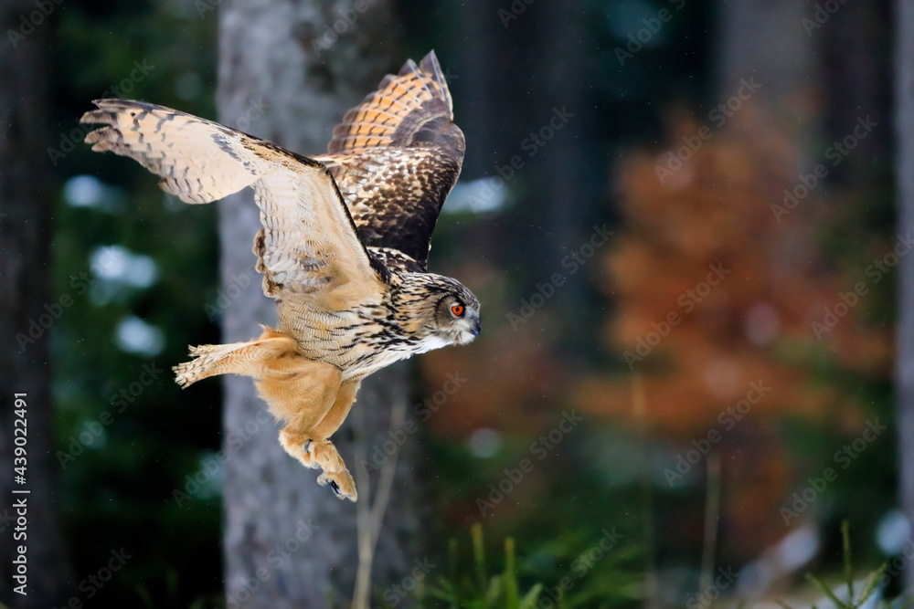 Fototapeta premium A great strong brown owl with huge red eyes flying through the forest on a red and green trees background. Eurasian Eagle Owl, Bubo bubo.