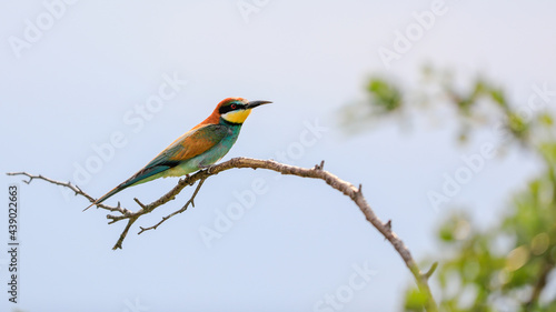 Close-up portrait of Bee-eater sitting on the tree. Flying jewel. European Bee-eater, Merops apiaster