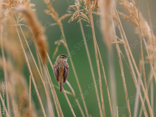 Little brown bird singing on reed . Warbler in natural environment. Sedge Warbler, Acrocephalus schoenobaenus