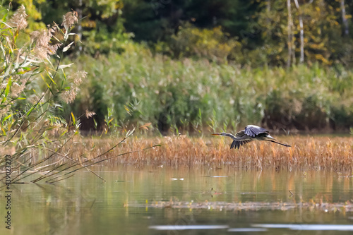 Afternoon romance. An elegant gray heron flying over the lake surface. Grey Heron, Adrea cinerea.