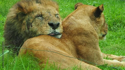 傷だらけの雄ライオンはメスライオンに甘えます