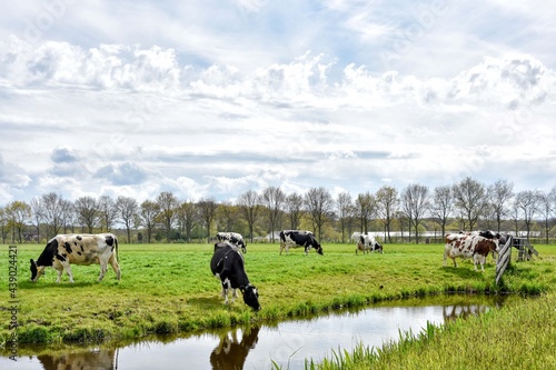 Typical Dutch, land with green, flat landscapes and grazing cows. 
Typische Nederlands, land met groene, vlakke landschappen en grazende koeien.
 photo