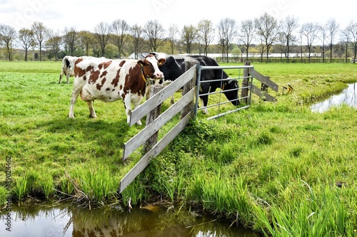 Typical Dutch landscape with cows at the fence and waterTypisch Nederlands landschap met koeien bij het hek en water. Netherlands, Holland, Europe photo