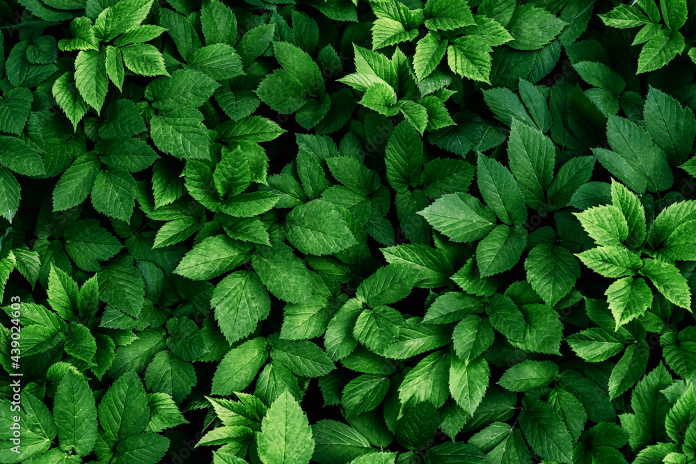 Green leaves pattern background, natural background and wallpaper. Nature  of green leaf in garden at summer. Natural green leaves plants using as  spring background. Vertical. Selective focus. Stock Photo