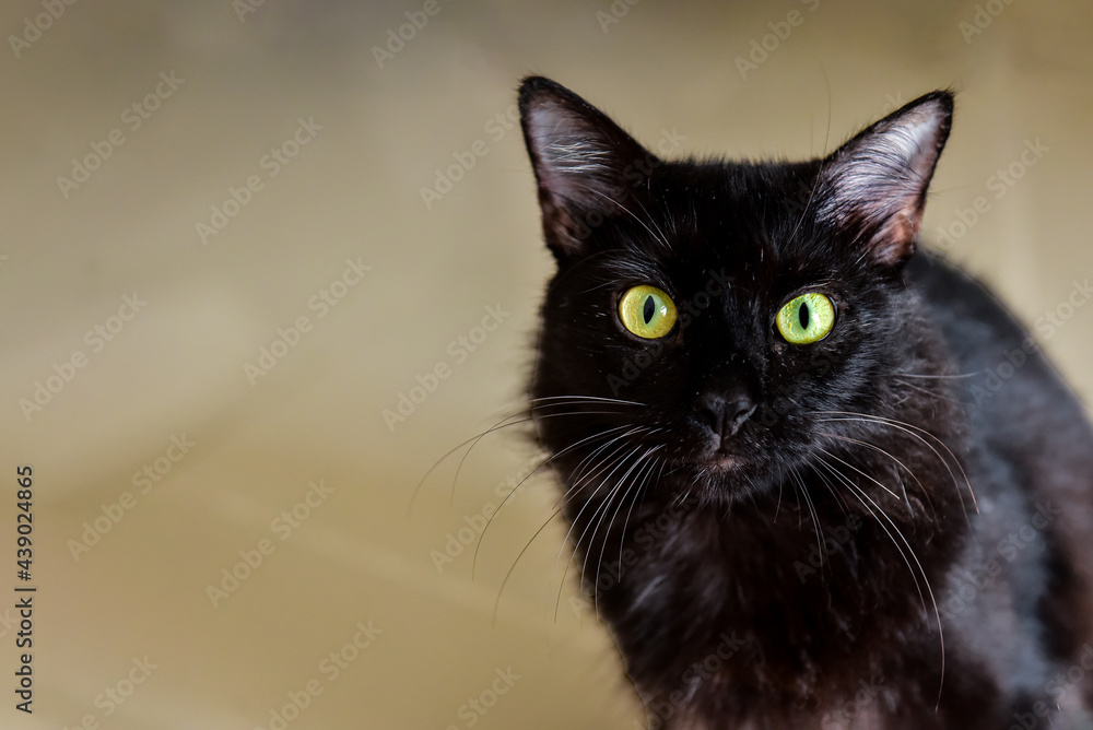 black cat portrait, international cat day,  world animal day, animal adoption day, san francisco de assis day, adopt pet