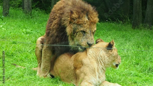 傷だらけのライオンの繁殖活動