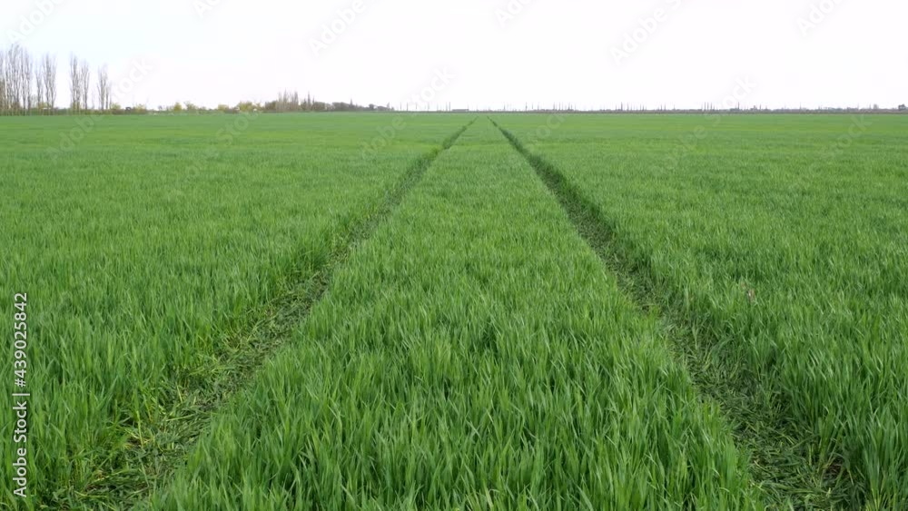 Bright green wheat field blowing in a strong wind, green field before the rain Bright green wheat field blowing in a strong wind, green field before the rain