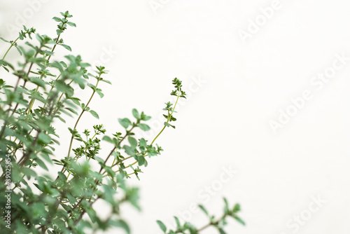 Organic oregano plant growing healthy with a lot of twigs in a vertical garden, white background with copy space