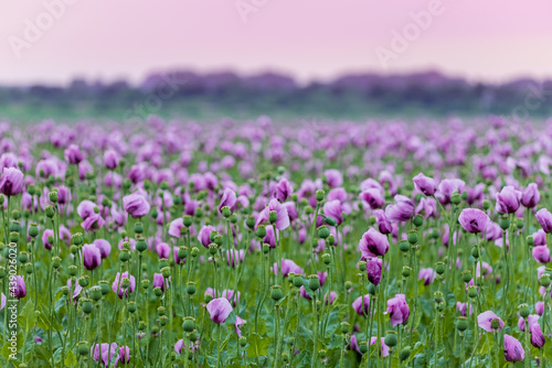 lila Mohn, Mohnfeld im Abendlicht, Mohnblumen