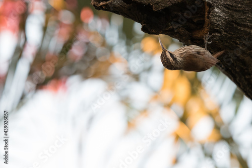 Lepidocolaptes angustirostris bird commonly known as narrow-billed woodcreeper with white eyebrow and throat, climbing a tree and looking for food in its natural environment, copy space photo