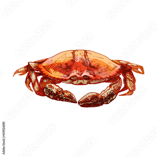 Crab isolated on white. black vintage engraving