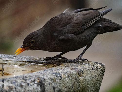 BLACK BIRDS MATTER