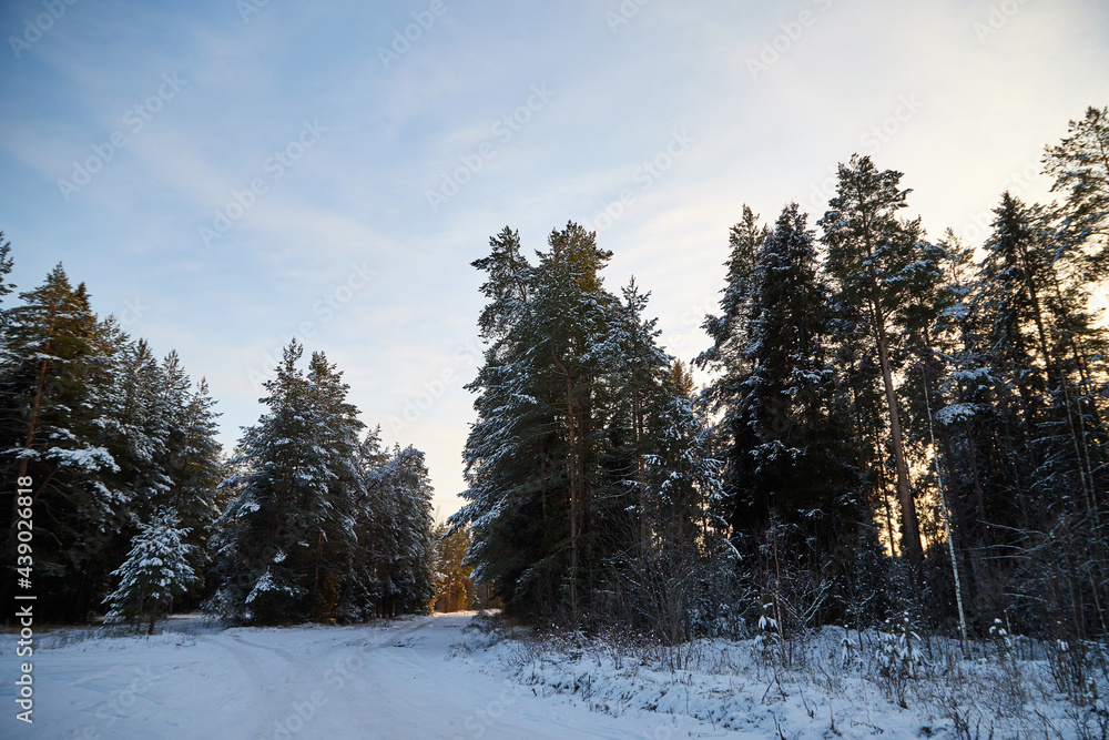 Snow road in spruce forest in winter day. Nice nature ladscape Snow road in spruce forest in winter day. Nice nature ladscape