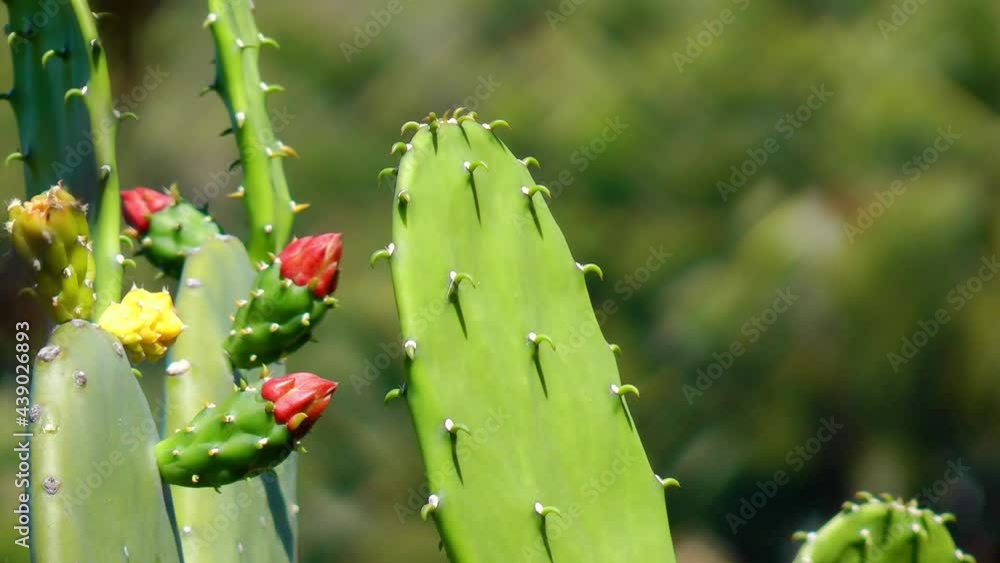 Blooming cactus in the Philippines Blooming cactus in the Philippines