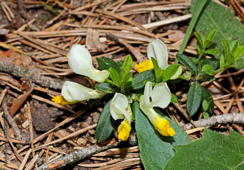 poligala falso bosso a fiore bianco (Polygala chamaebuxus) photo