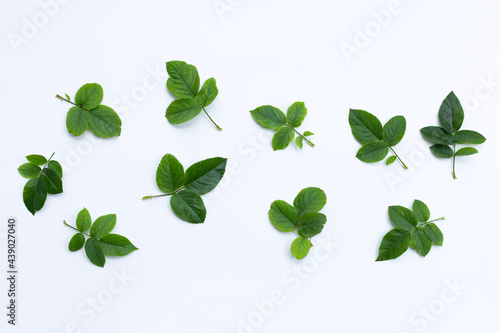 Rose leaves on white background.