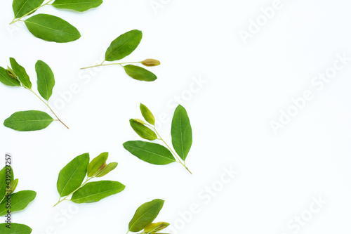 Eucalyptus leaves on white