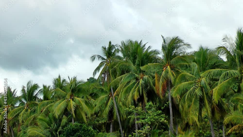 Palm trees under a cloudy sky on a windy day Palm trees under a cloudy sky on a windy day