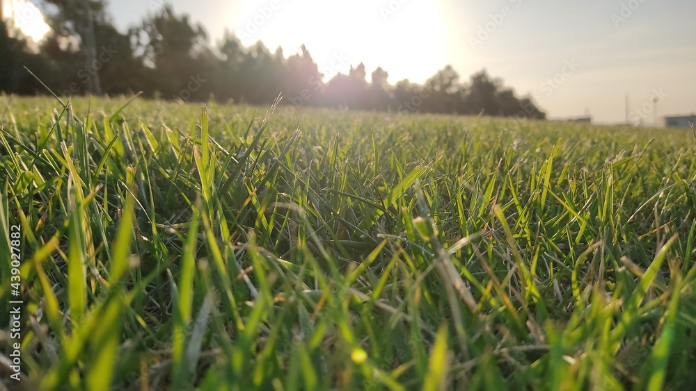 Grass Field under the Sun Rays Grass Field under the Sun Rays
