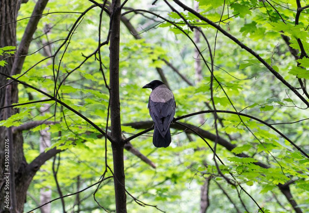 crow sits in a park on a branch, summer greening park crow sits in a park on a branch, summer greening park