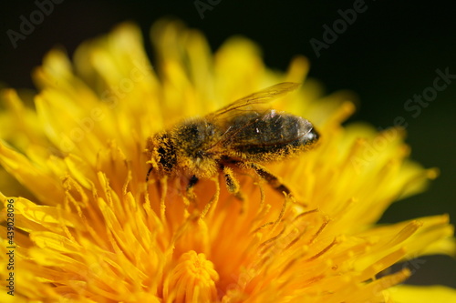 pszczoła © asiabaczek