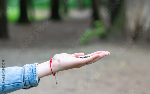 the girl offers seeds in the open palm for birds in the park