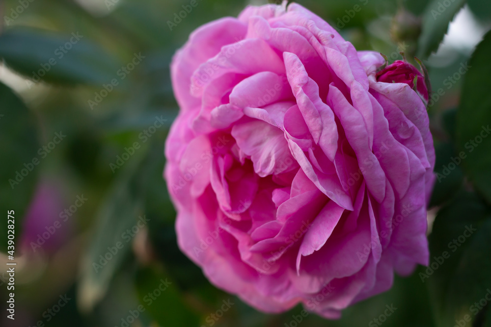 Obraz premium pink rose flower