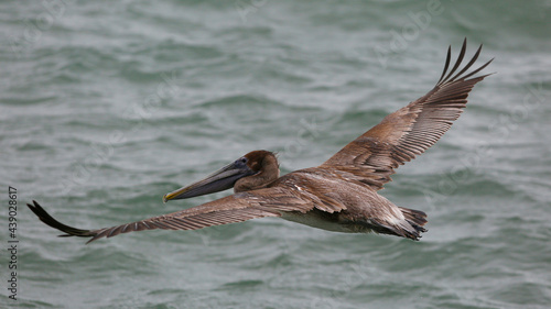 Brown Pelican Takes Flight photo