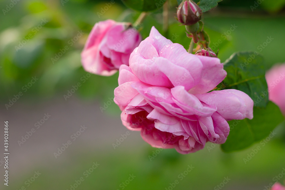 pink flower, pink rose 